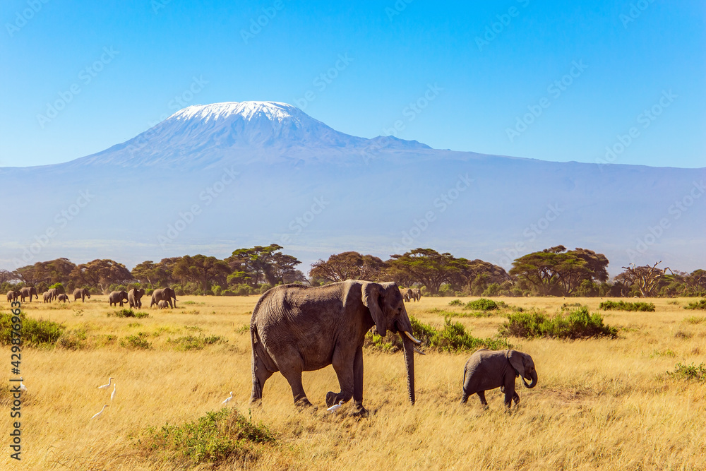 Fototapeta premium Wild elephants grazes