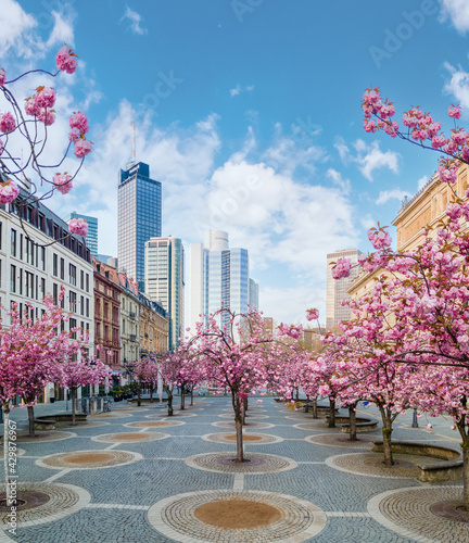 Cherry blossom trees at the old opera Frankfurt with skyline in the background