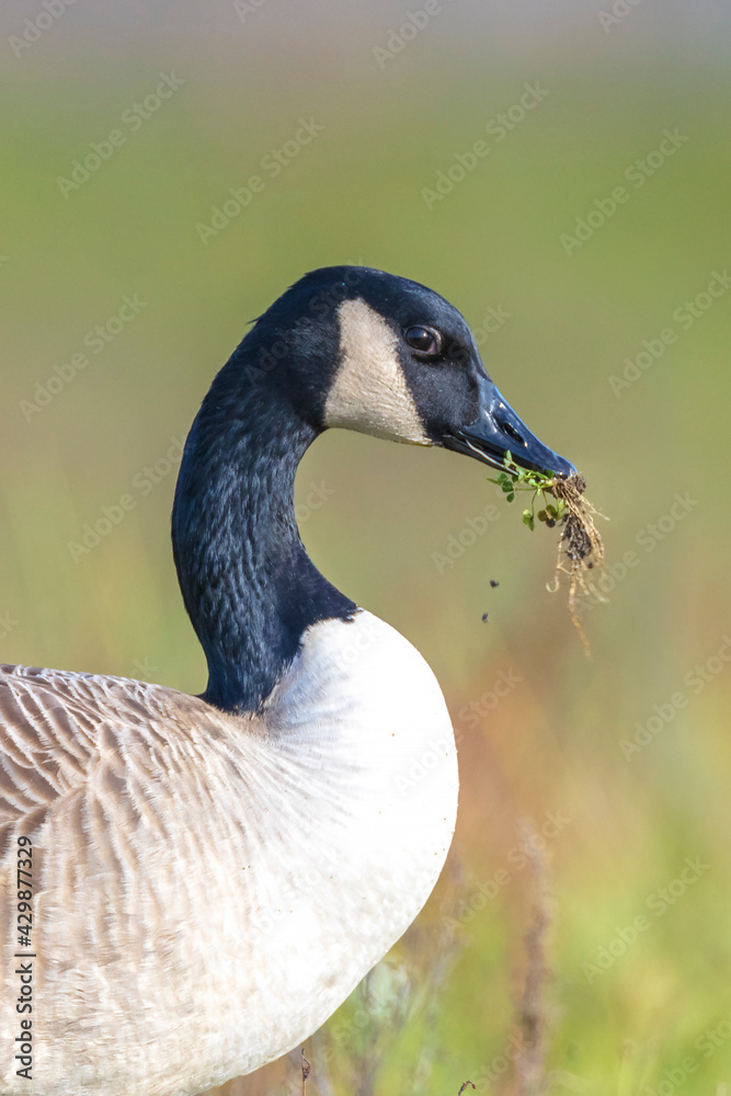 Canadian goose Branta canadensis in a meadow Canadian goose Branta canadensis in a meadow