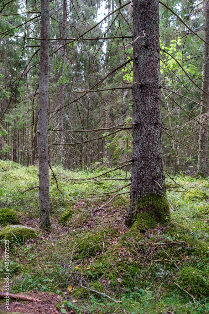 large old tree in the forest large old tree in the forest