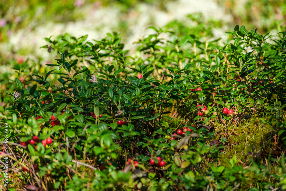 lingonberries in green forest bed in summer