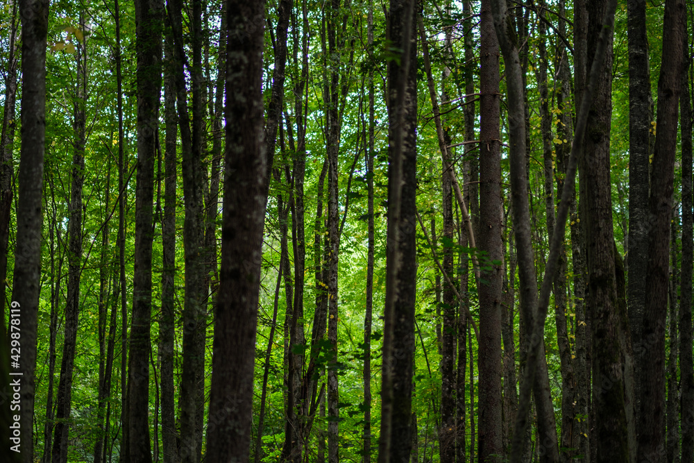 dark green beech stand growe