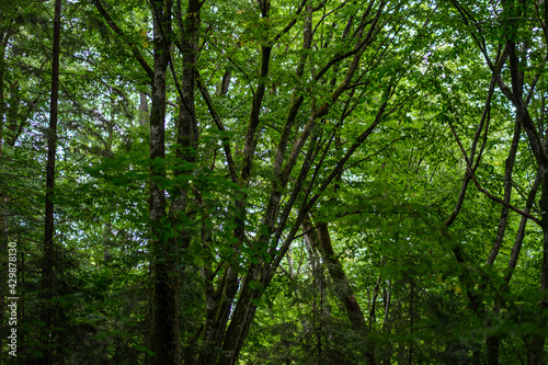 dark green beech stand growe