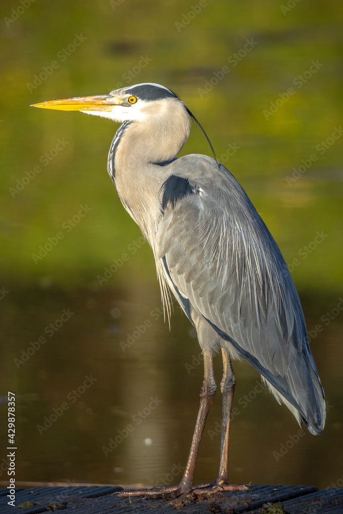 Grey heron, Ardea cinerea, hunting and fishing Grey heron, Ardea cinerea, hunting and fishing