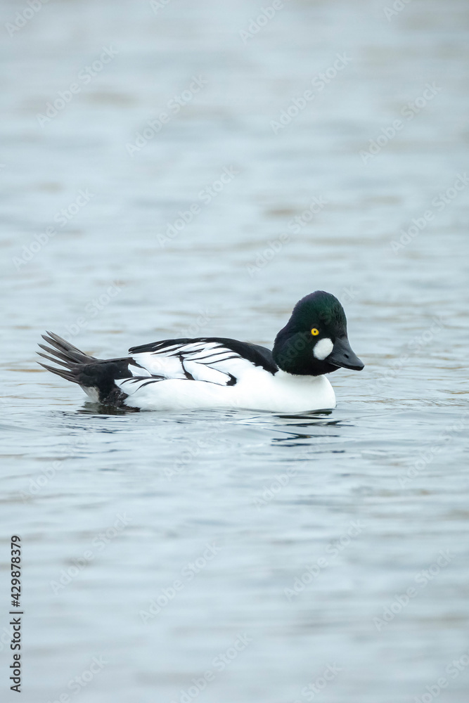 Closeup of a common goldeneye male Bucephala clangula waterfowl
