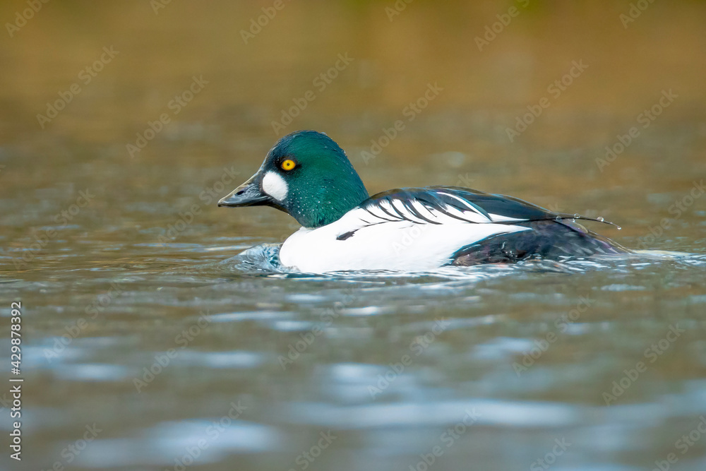 Closeup of a common goldeneye male Bucephala clangula waterfowl Closeup of a common goldeneye male Bucephala clangula waterfowl
