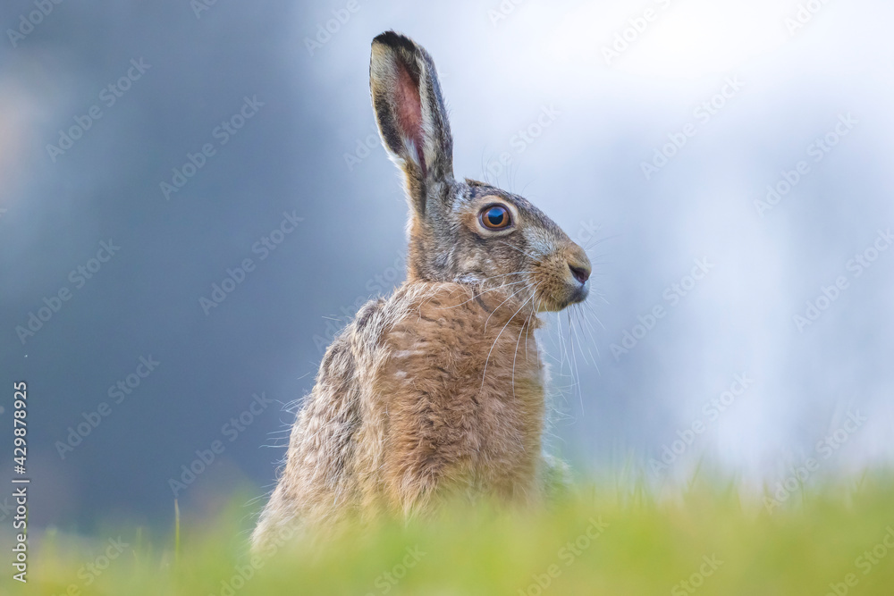 Obraz premium Wild European hare, lepus europaeus, sitting in grass