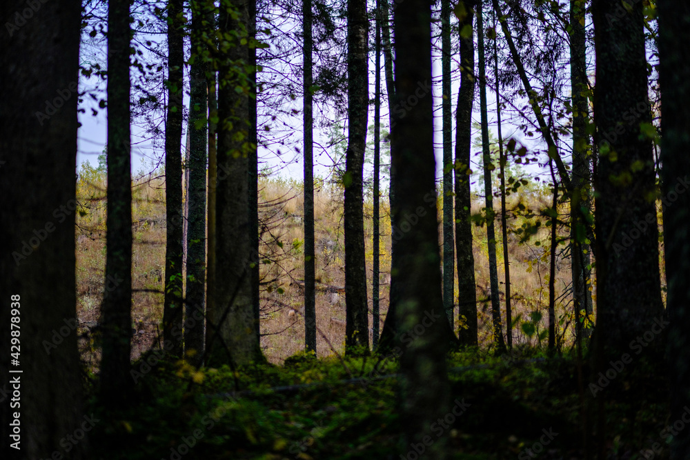 dark autumn forest with tree trunks dark autumn forest with tree trunks