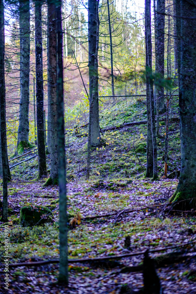 Naklejka premium dark autumn forest with tree trunks