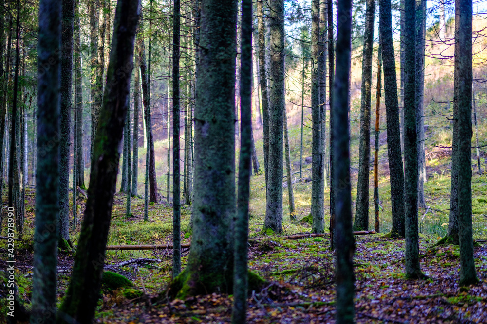 Fototapeta premium dark autumn forest with tree trunks