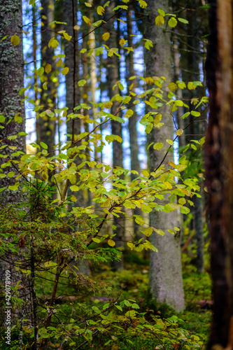 dark autumn forest with tree trunks