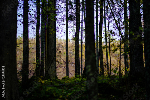 dark autumn forest with tree trunks
