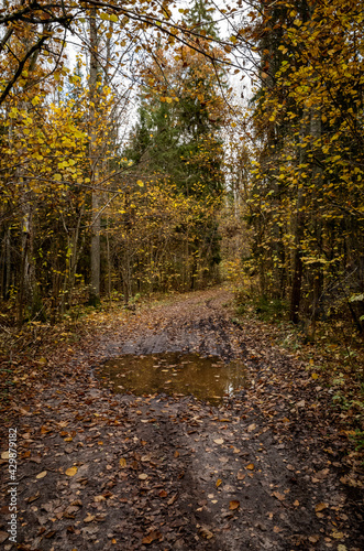 tourist trail in forest in autumn