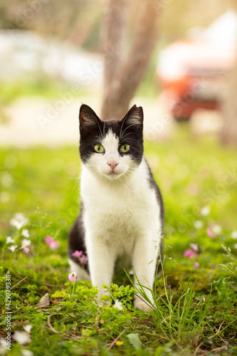 Cute cat in a sunny day in the park. animals and nature background. 
