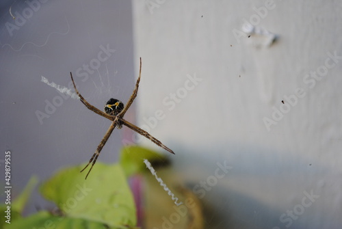 spider on a web