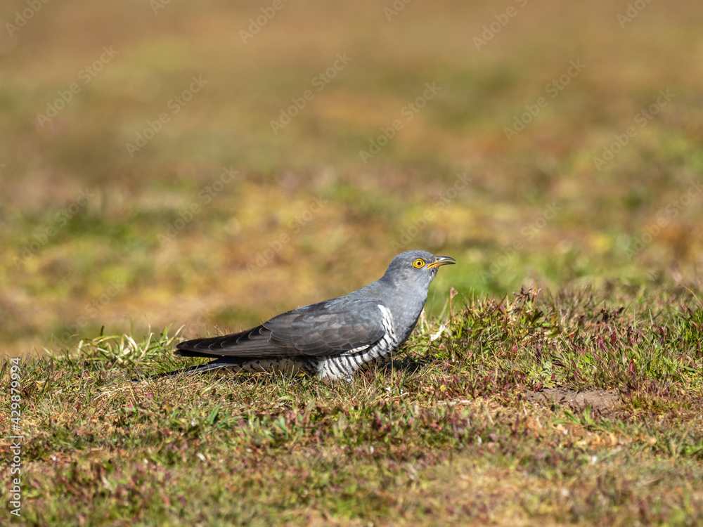 Fototapeta premium Common cuckoo (Cuculus canorus)