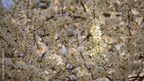 Wiosenne drzewo pokryte białym kwieciem oświetlone promieniem słońca