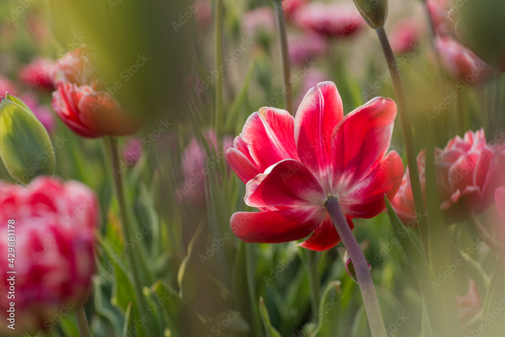 Variety of spring tulips of unusual structure. Variety of spring tulips of unusual structure.