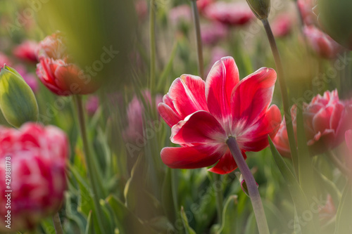 Variety of spring tulips of unusual structure.