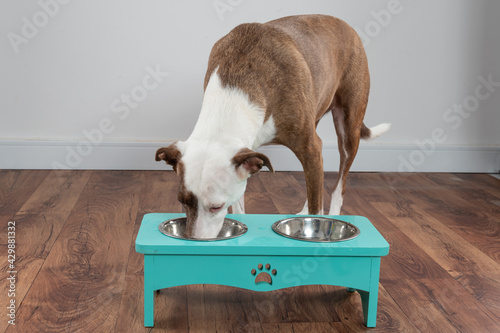 .dog eating in a turquoise blue feeder