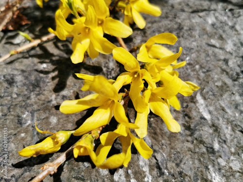 Selective focus shot of blooming border forsythia flowers against a rock photo