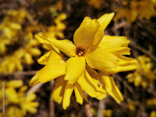 Selective focus shot of a blooming border forsythia flowers photo