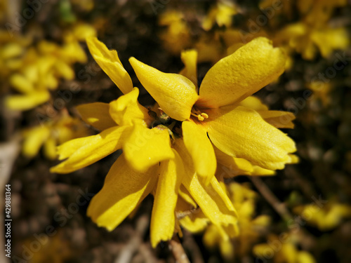 Selective focus shot of a blooming border forsythia flowers photo