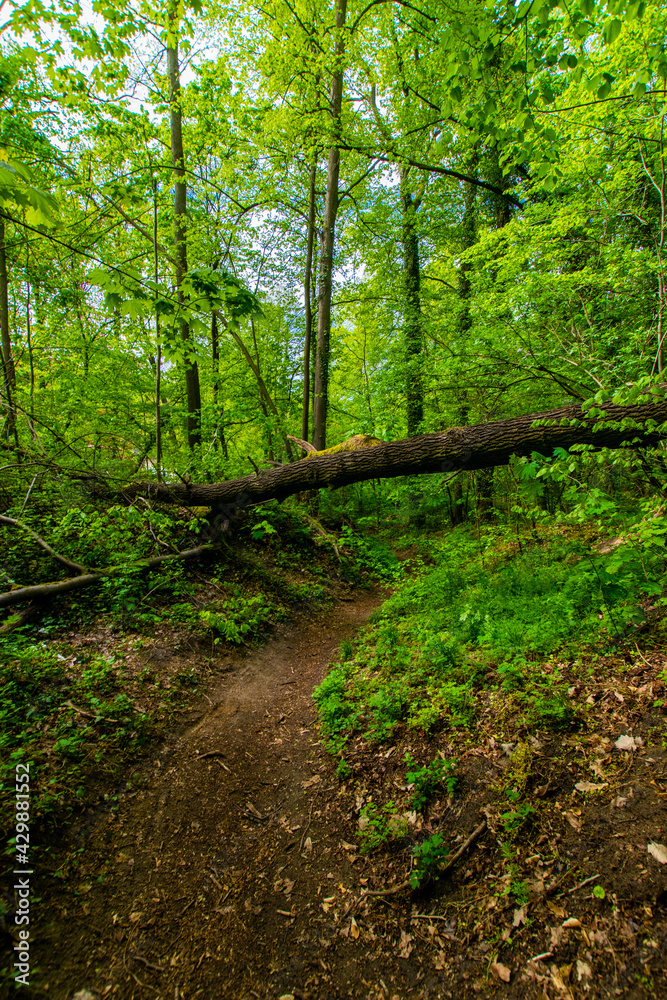 path in the forest (Buckow, Märkische Schweiz, Brandenburg, Germany)