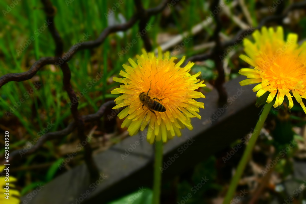 Blooming yellow dandelion with wasp Blooming yellow dandelion with wasp