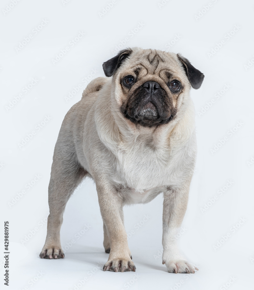 beautiful pug dog standing and looking to the camera on white background