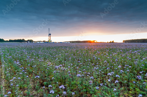 Wiertnia pracująca w plantacji facelii polska / drilling rig working in the phacelia plantation in Poland