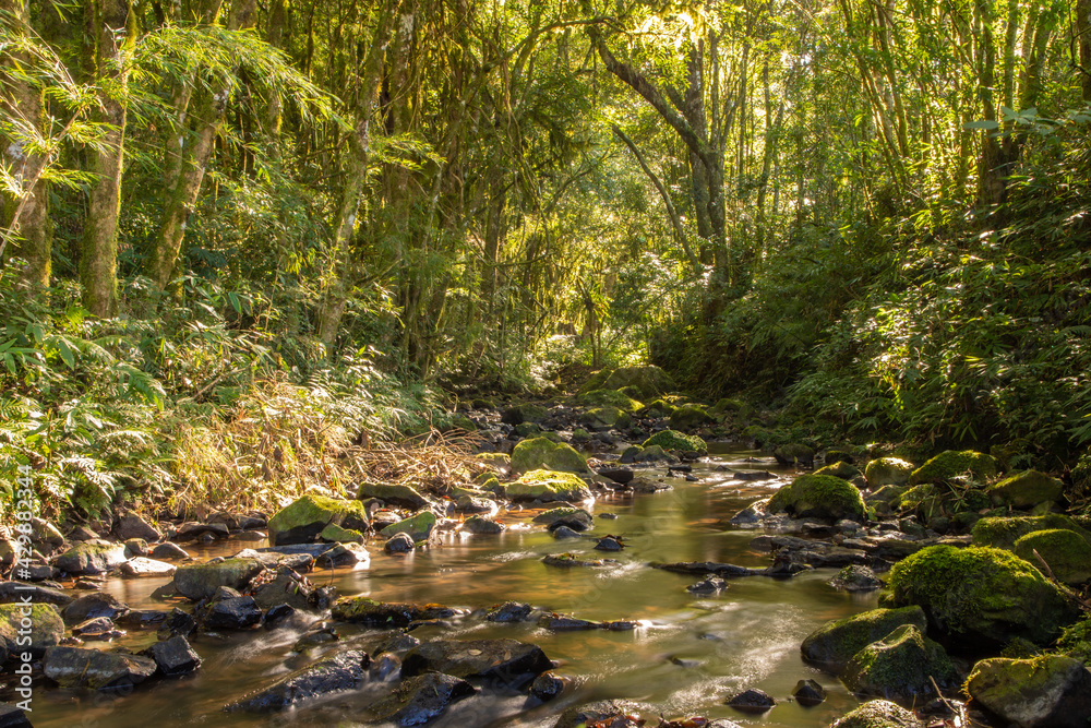 Stream in the forest with stone and plants Stream in the forest with stone and plants