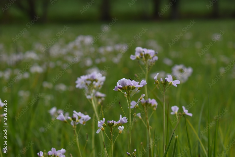 flowers in the meadow