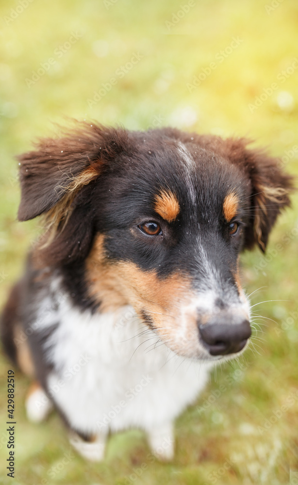 Fototapeta premium Portrait Australian Shepherd