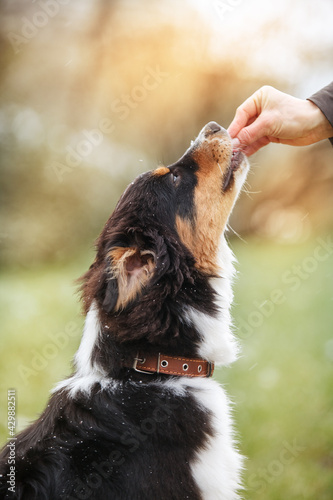  Australian Shepherd dog gets treats