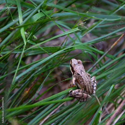 Żaba trawna wśród zielonych źdźbeł trawy © Marek