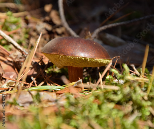 Brązowy grzyb na ściółce leśnej © Marek