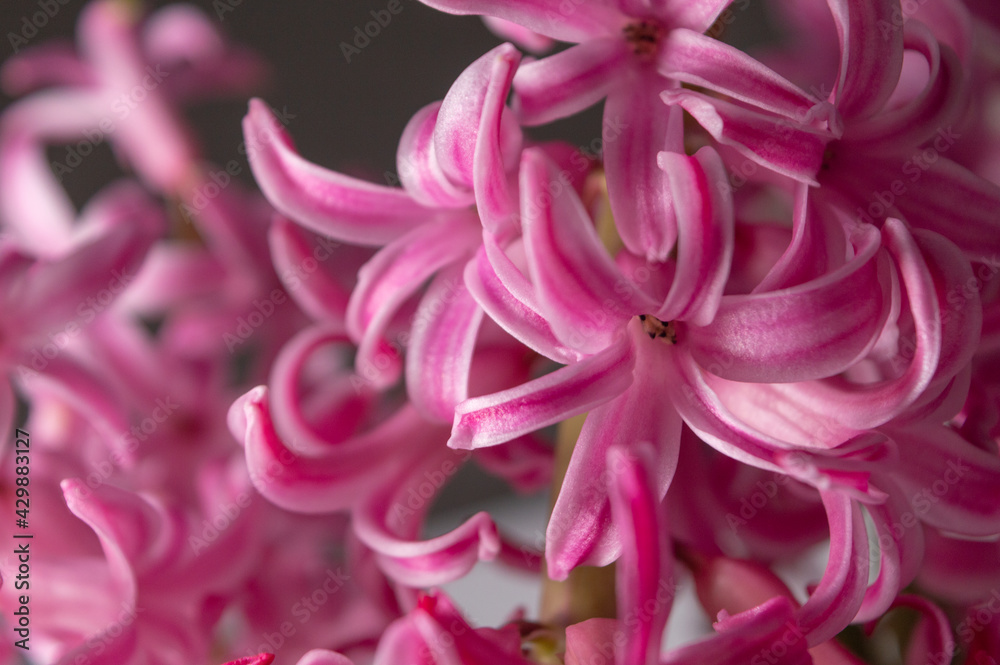 Pink Hyacinth Close - Up On A Beautiful Spring Afternoon