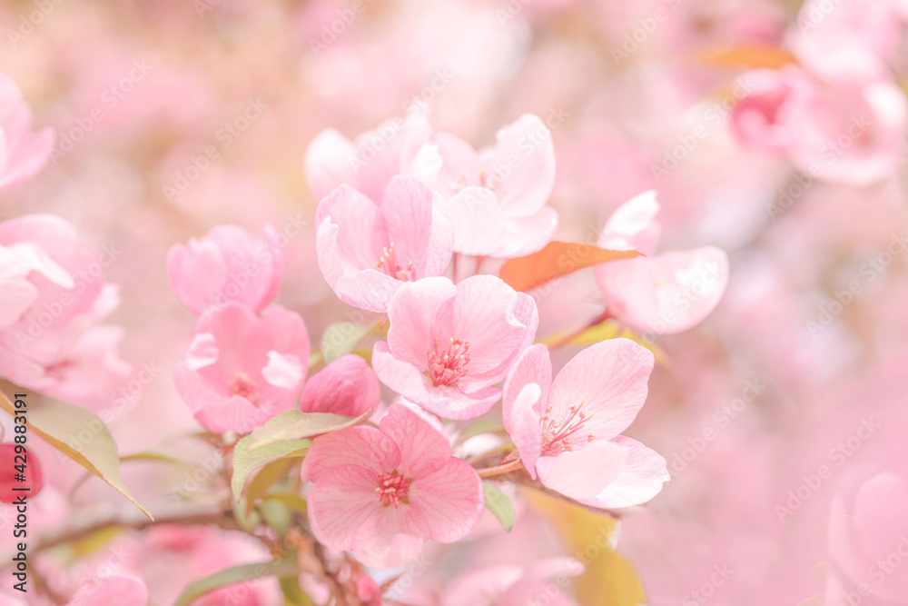 Soft pink pastel background. Blooming apple tree for romantic love design Soft pink pastel background. Blooming apple tree for romantic love design