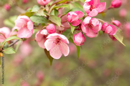 A branch of a blooming wild Apple tree. Image for the design of a calendar, book, or postcard. Selective focus