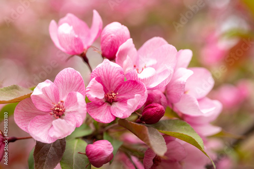 Crabapple Trees Blooming. Branches of blossoming pink tree of apple or sakura at sunset. Close-up. Selective focus.