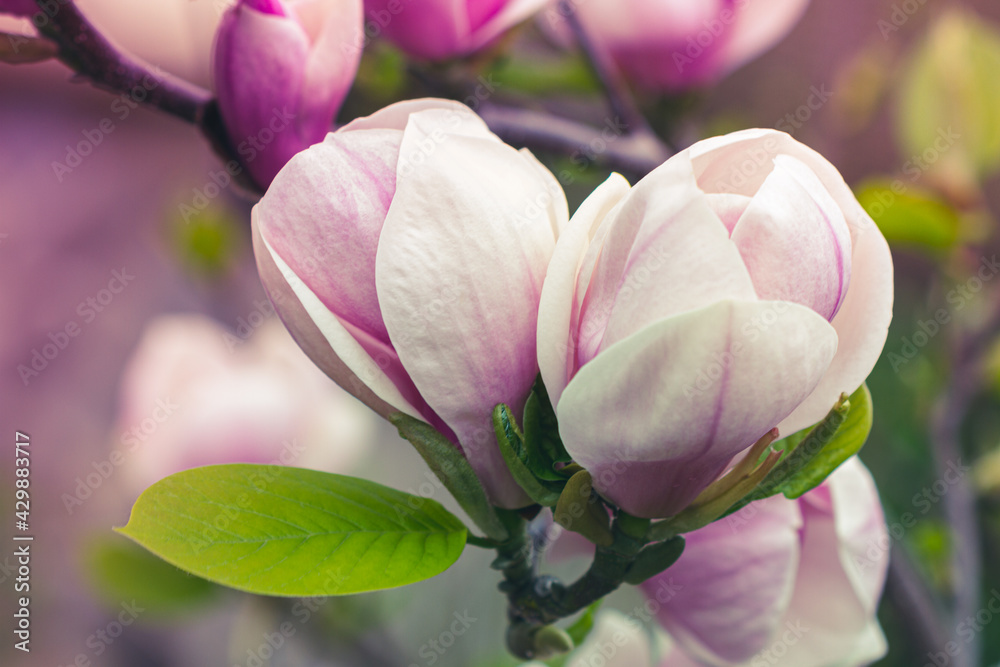 Beautiful light pink magnolia flowers, close up Beautiful light pink magnolia flowers, close up