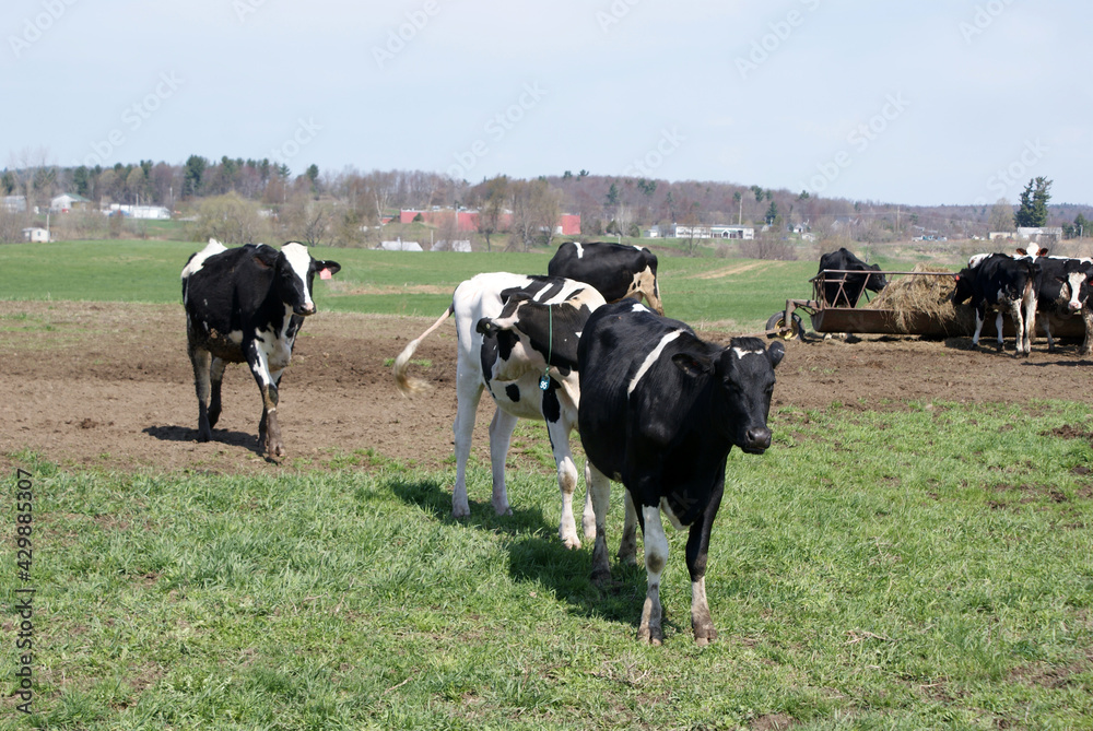 Cows out to pasture in Vermont
