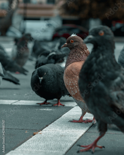 A Gathering of Pigeons