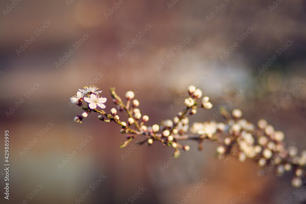 Fototapeta premium Blooming cherry in the garden. Soft focus Grass Flower