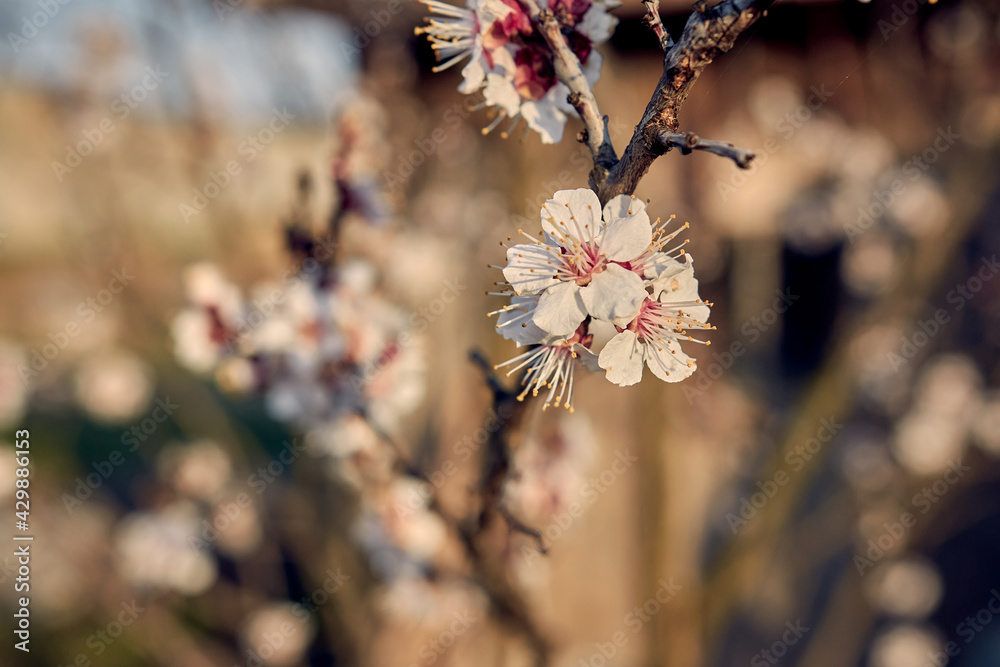 Blooming cherry in the garden. Soft focus Grass Flower Blooming cherry in the garden. Soft focus Grass Flower
