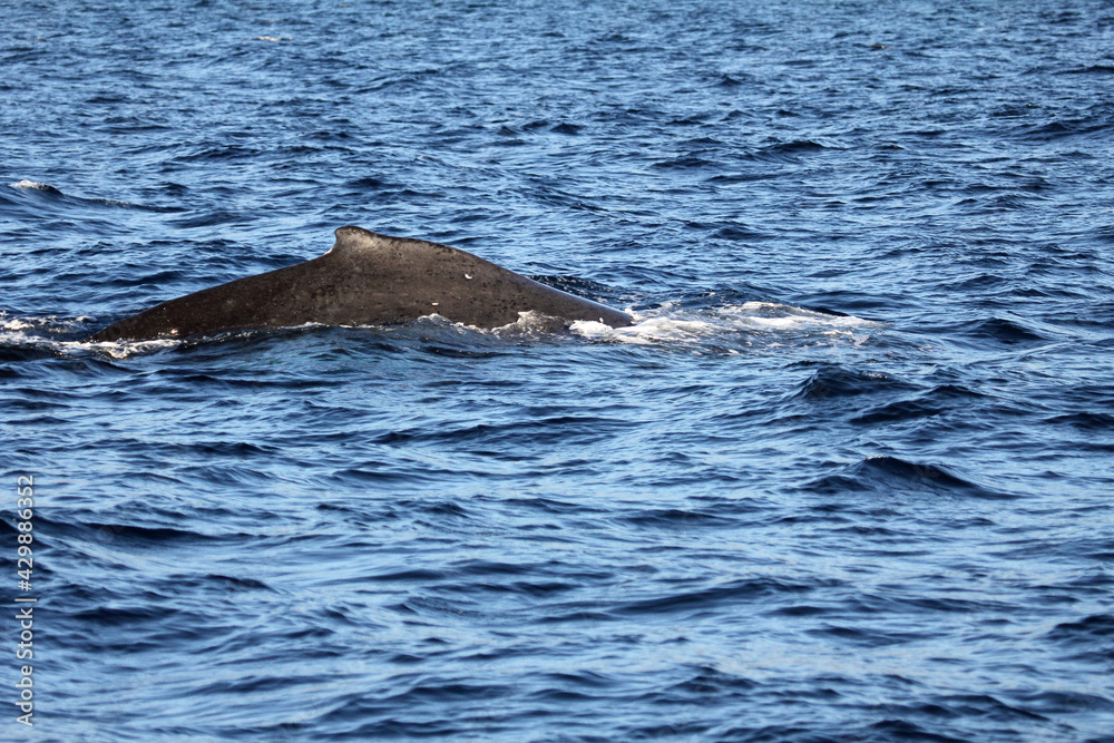 Fototapeta premium Humpback Whale - Hawaii