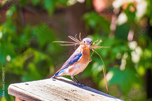 A Female Bluebird Gathering Nesting Material.