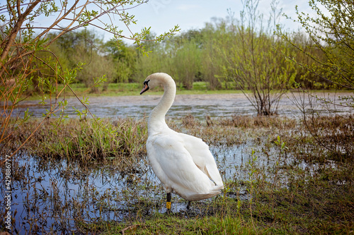 A Mute Swan in its natural wetland habitat in Britain.These images were taken beside the River Aire.