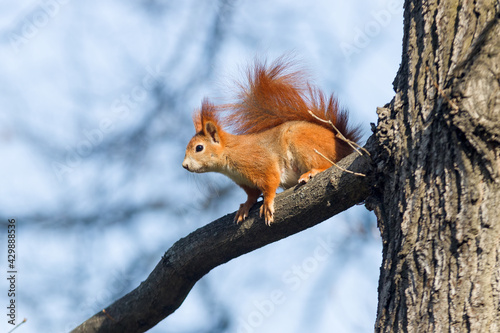 Red squirrel, Sciurus vulgaris climbing on the tree in the park Stromovka, Prague, Czech Republic.